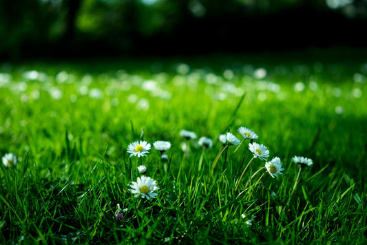 Albrecht Method: Soil Testing, Philosophy, and More