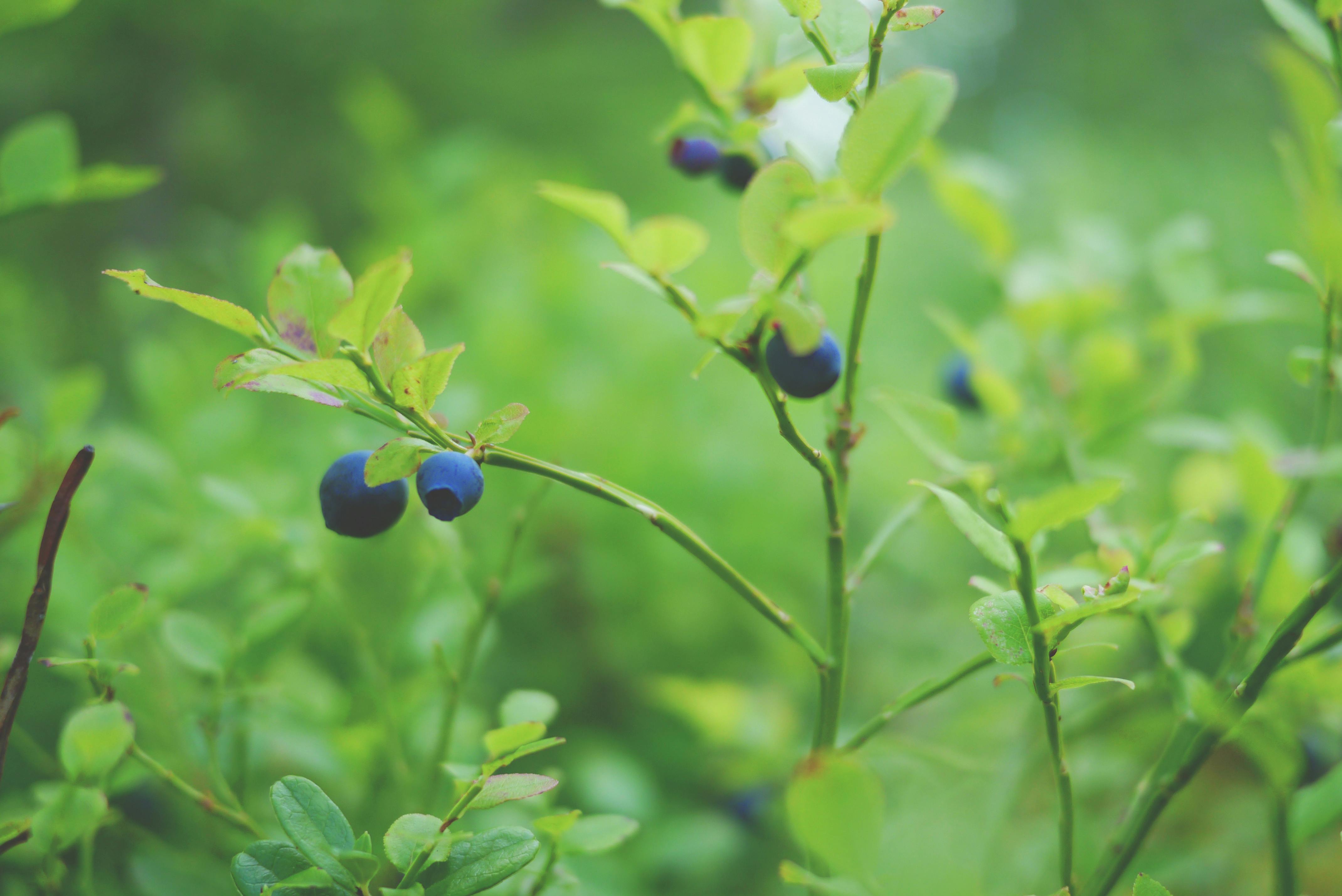 Blueberry Soil and Planting Requirements | Alluvial Soil Lab, image size:4279x2858