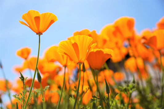Unlocking the Beauty of California Landscapes: Soil Reports and Matching California Native Plant Suitability Lists