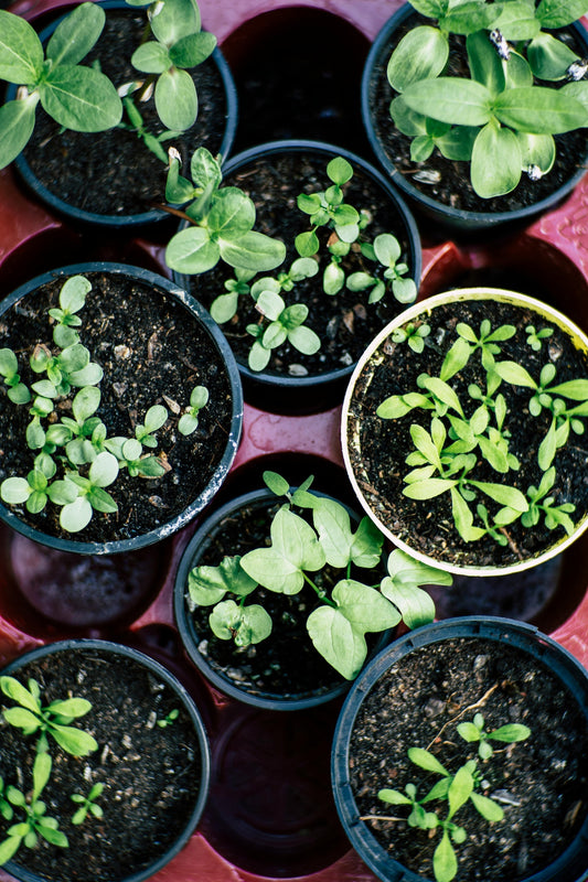 Soil Testing in San Francisco Bay Area