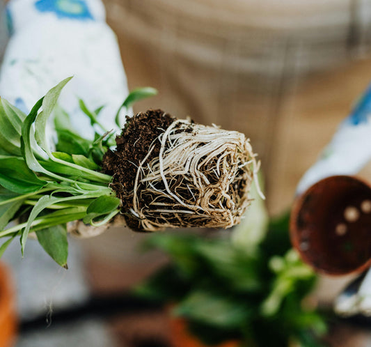 Soil and Root Testing for Mycorrhizal Fungi in California