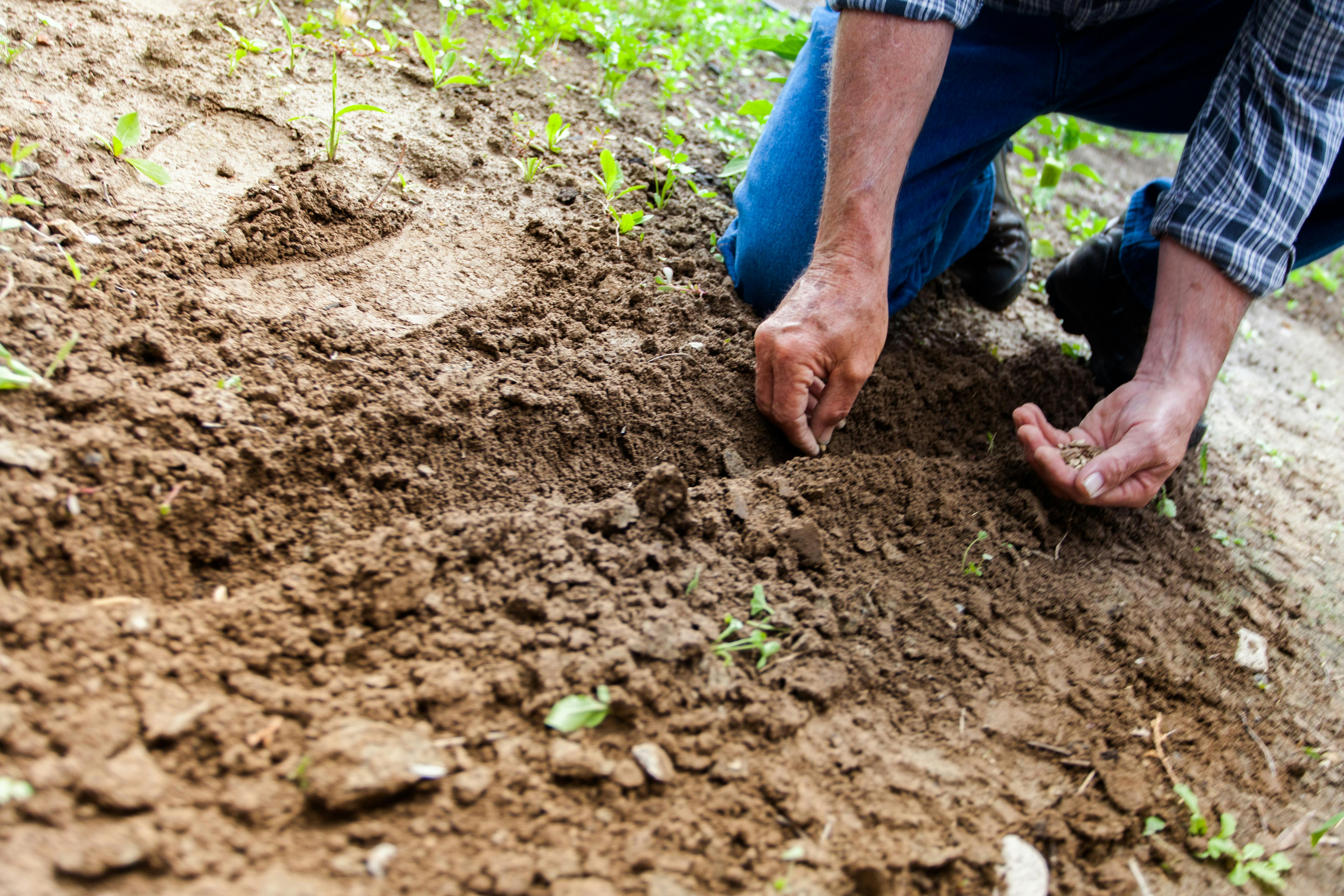 Revitalize Your Garden: 8 Soil Strategies for 2025