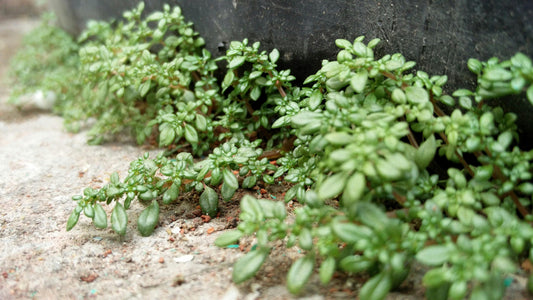 Soil Testing in Long Beach, California