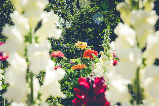 Soil Testing For Lawns in California