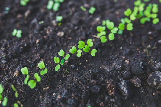 Soil Testing in Brooklyn, New York