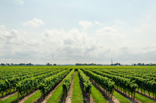 Soil Analysis and Requirements for Grapes, Citrus, Almonds, and Carrots in Monterey County, CA