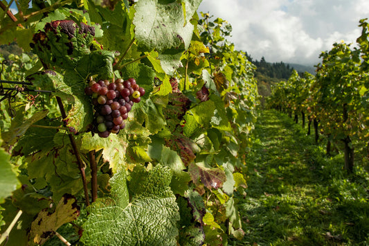 Soil Testing in Sonoma and Napa, California