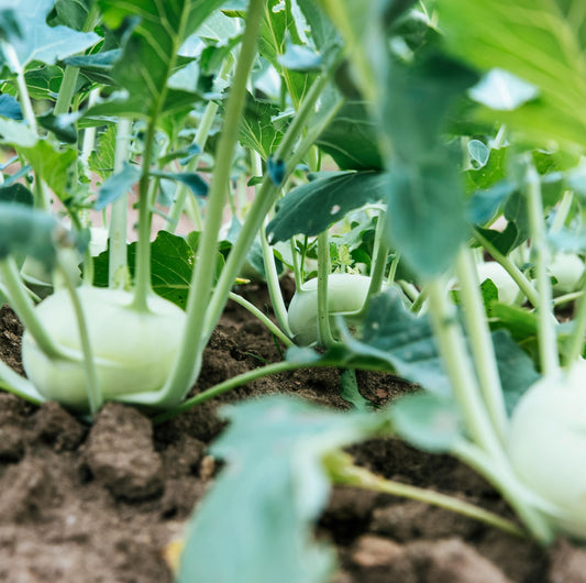 Soil Testing For Gardeners in California