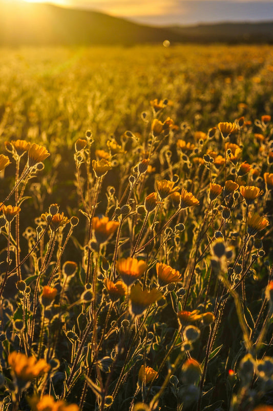 Soil Testing in San Diego, California