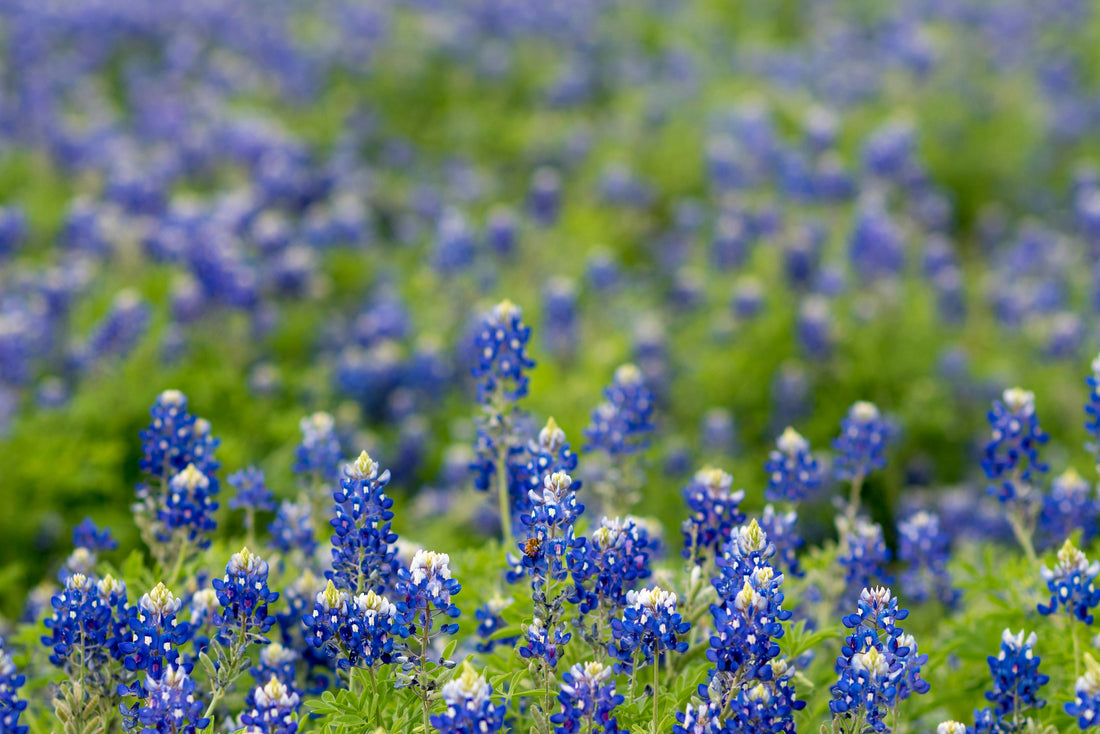Texas Soil Facts and Statistics