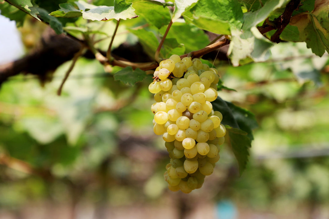 Soil Testing and Analysis for Vineyards in California