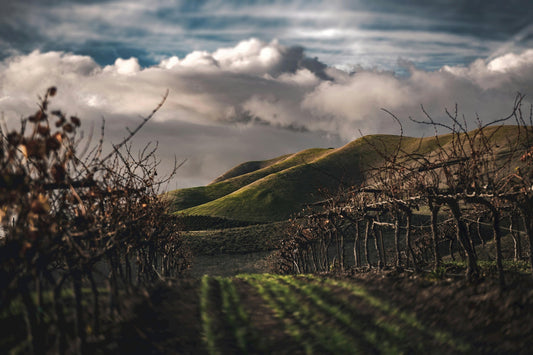Vineyard Soil Health Testing: Ultimate Guide for Optimal Grapevines