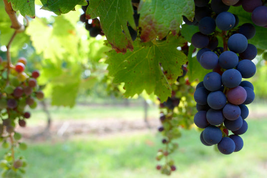 Comprehensive Guide to Soil Testing for California Vineyards