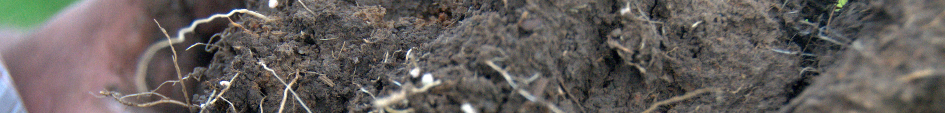 soil