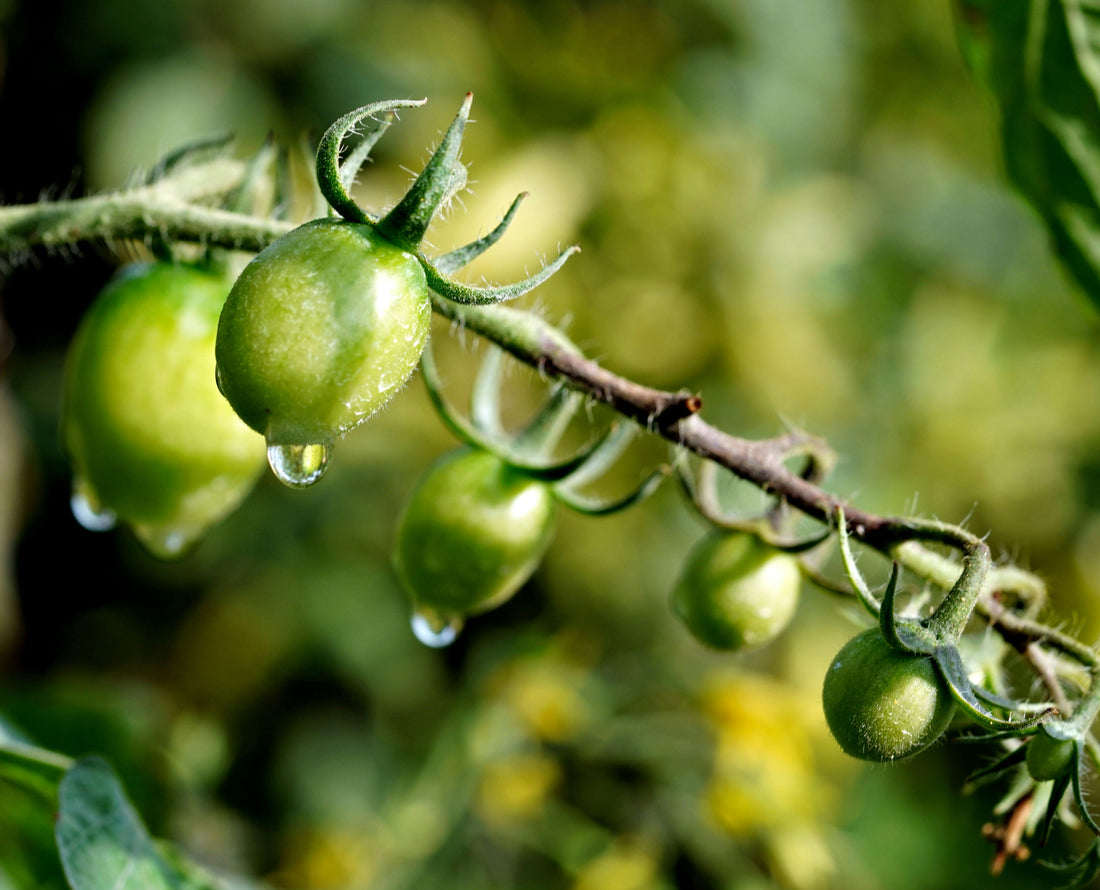 Blossom End Rot: How to Prevent and Treat | Alluvial Soil Lab