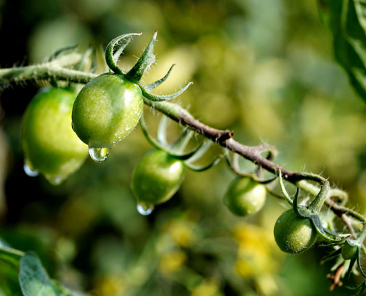 Blossom End Rot: How to Prevent and Treat