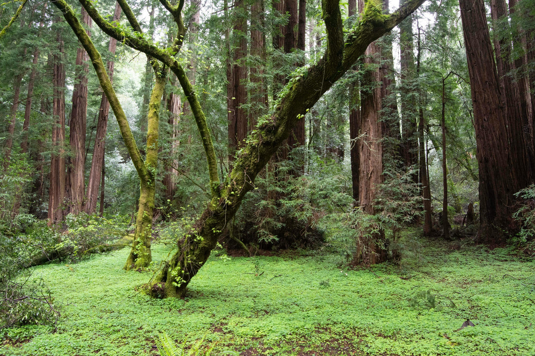 Native Plant Landscaping and Soil Health in California: A Comprehensive Analysis