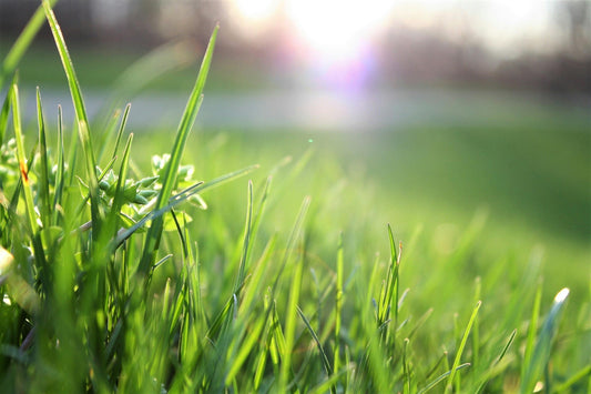 Soil Testing in Seattle, Washington