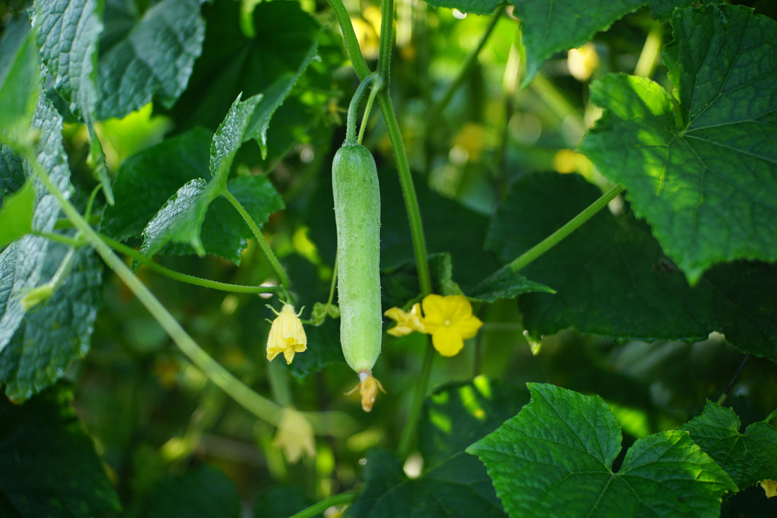 Diagnosing Cucumber Issues: Soil, Disease, and More