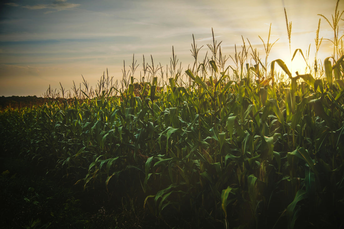 Free (Grant-based) Soil Testing Through NRCS and EQIP