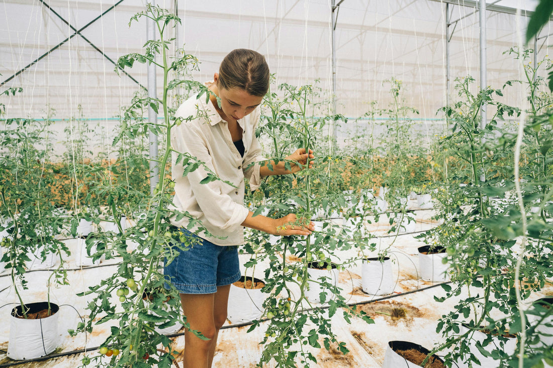 Growing Tomatoes 101: Everything You Need to Know