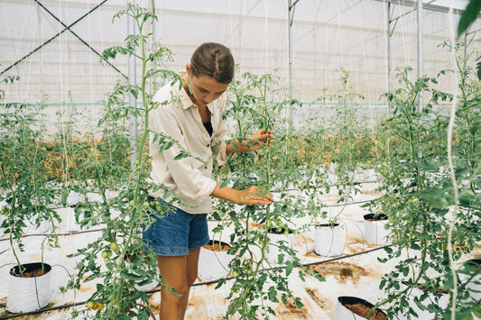 Growing Tomatoes 101: Everything You Need to Know