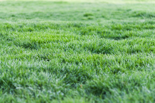 California Soil Testing Guide: Everything You Need to Know for Healthy Lawns and Gardens
