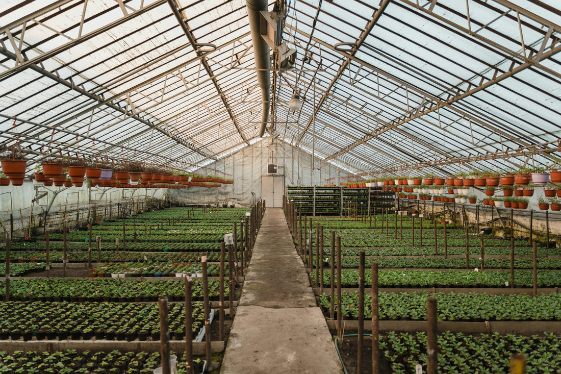 How Advanced Crop Breeding is Creating Tomorrow's Resilient Food Systems