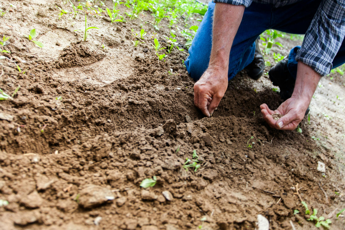 8 Strategies to Regenerating Your Garden Soil in 2024
