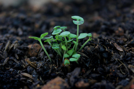 The Surprising Secrets Your Soil is Trying to Tell You