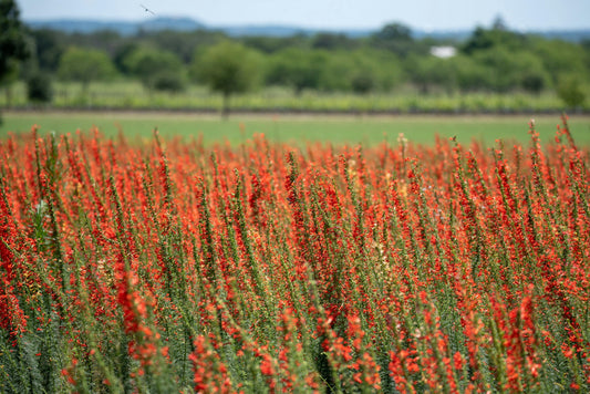 Soil Testing in Austin, Texas