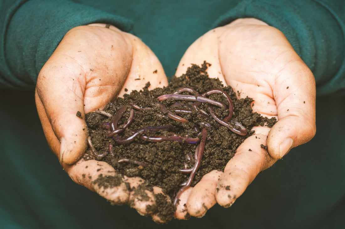 Organic Soil Amendments and Fertilizers: How to Choose