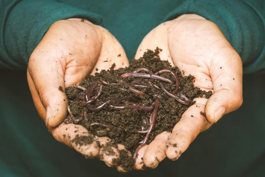 Organic Soil Amendments and Fertilizers: How to Choose