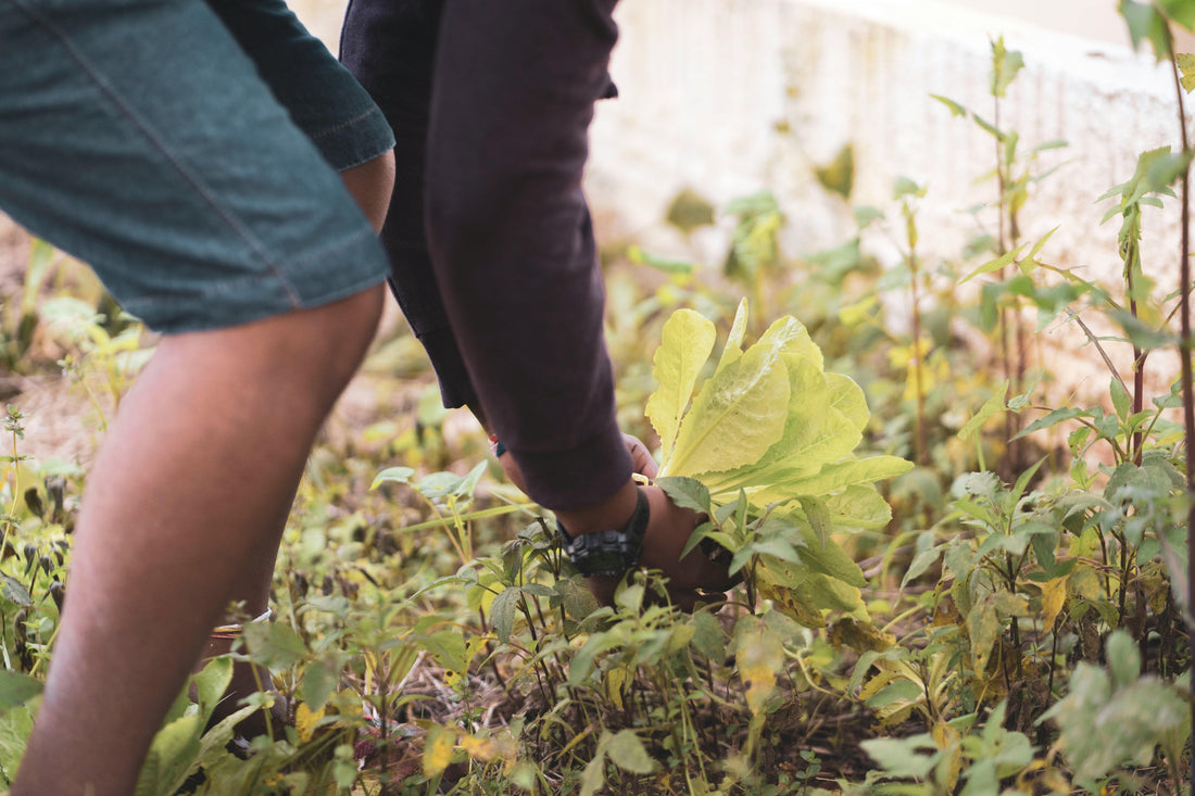 Best Soil Test Kits 2025: Complete Buyer's Guide