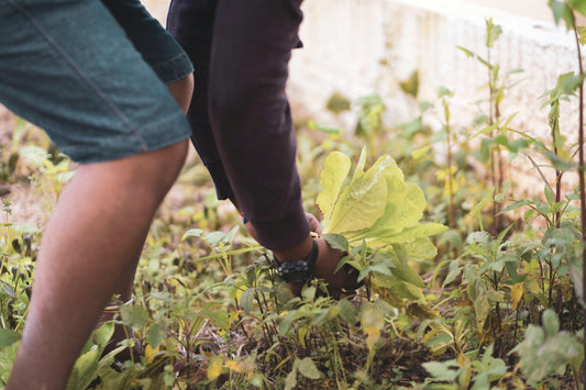 Best Soil Test Kits 2025: Complete Buyer's Guide
