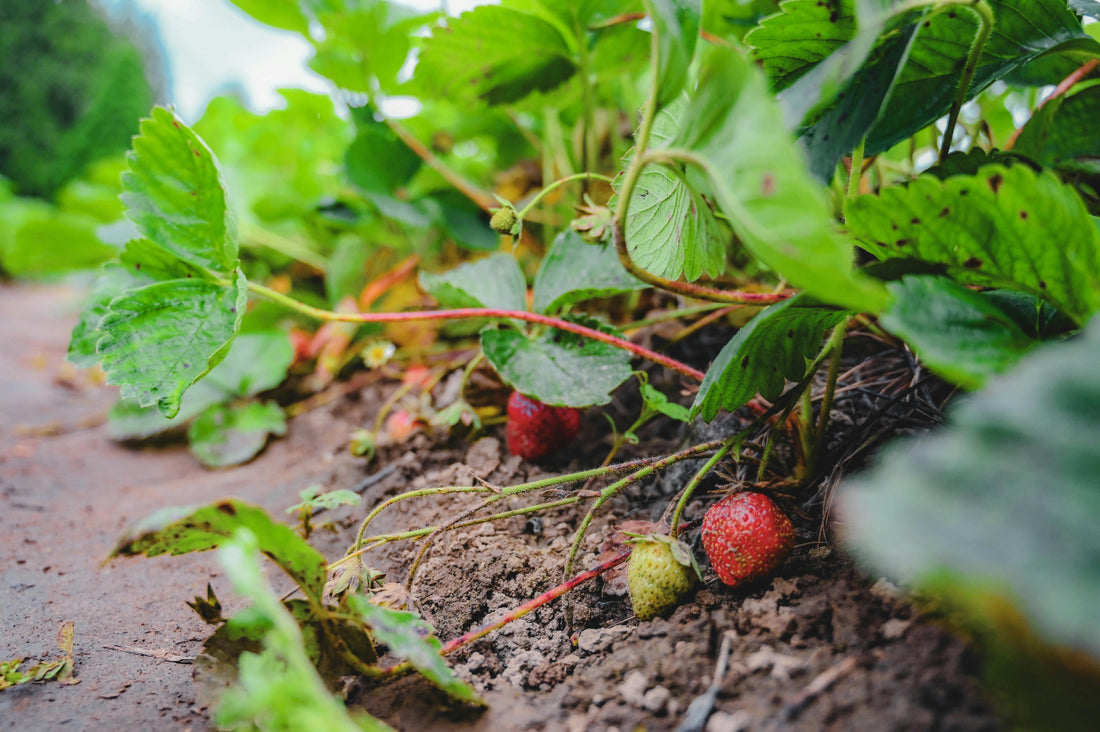 Guide to Growing Strawberries: Soil, Diseases, and more