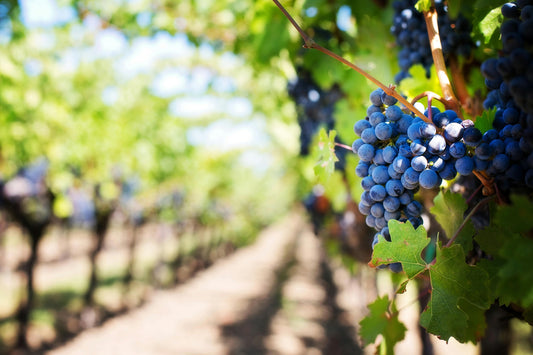 Soil Testing Tips for California Vineyards