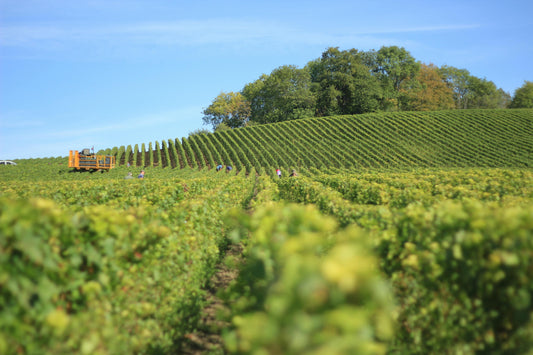 Vineyard Soil Testing for Wineries | Expert Analysis