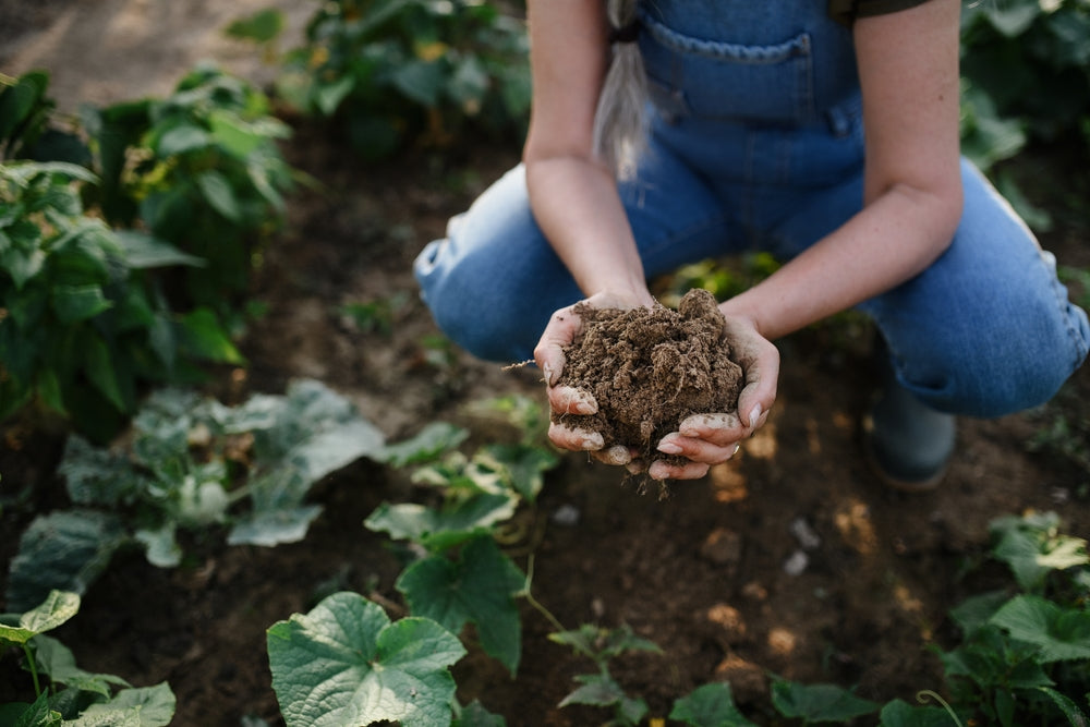 image of person holding soil