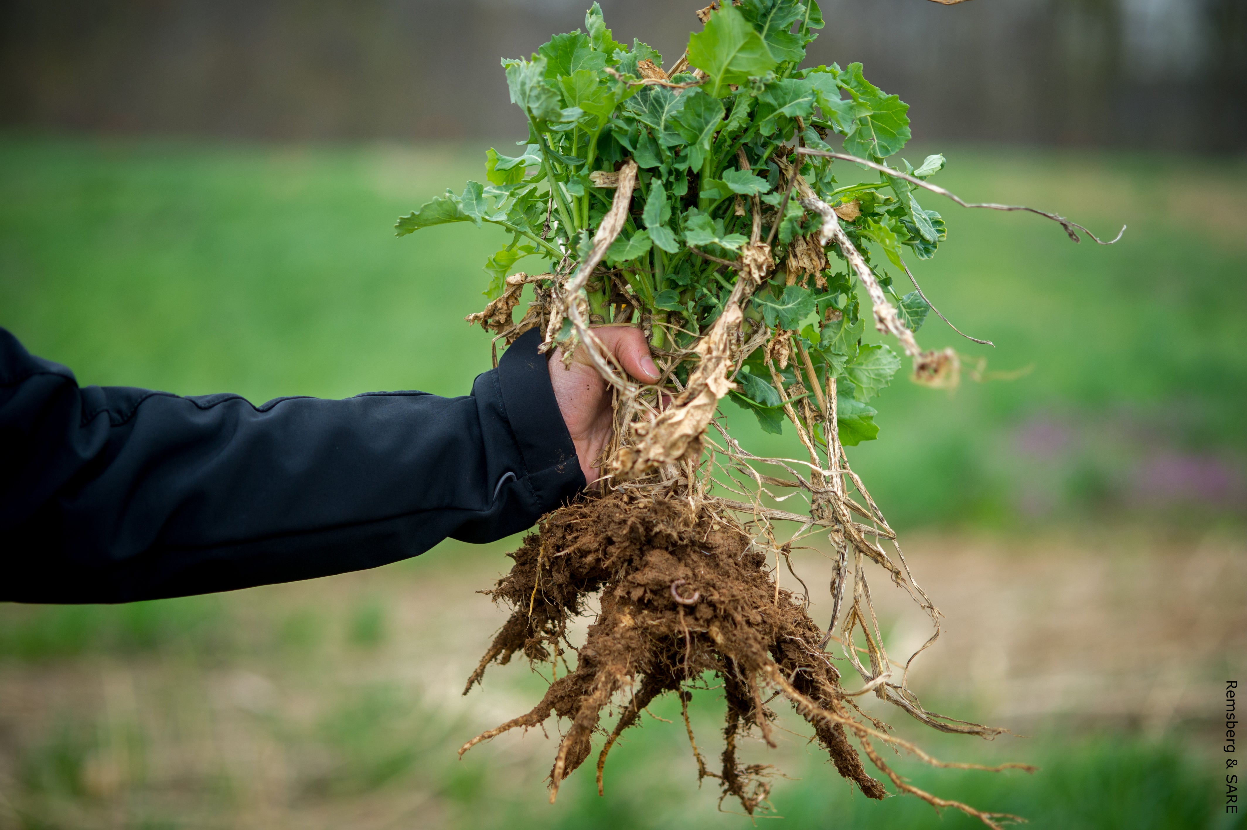 Using Common Plants to Remove Heavy Metals from Garden Soils
