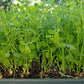 Peaceful Valley Organic Premium Soil Builder Mix - Raw Seed Peaceful Valley Organic Premium Soil Builder Mix - Raw Seed (lb) Cover Crop