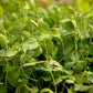 Peaceful Valley Winter Edible Cover Crop Mix - Raw Seed Peaceful Valley Winter Edible Cover Crop Mix - Raw Seed (lb) Cover Crop